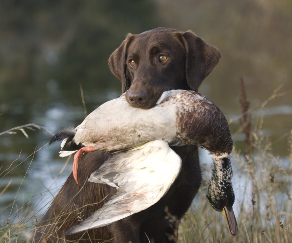 best duck hunting states
